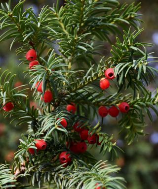 A yew tree with berries