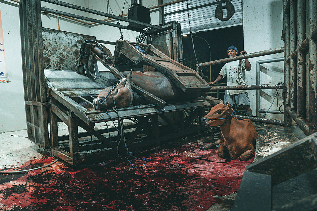 cow and a calf in a slaughterhouse