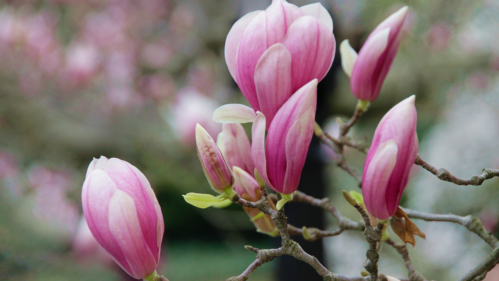 Pink magnolia blossoms on tree
