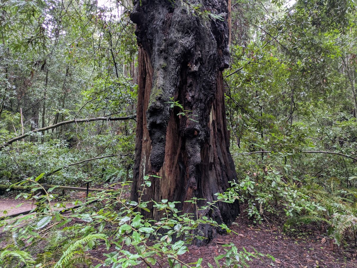 Redwood tree shot by Pixel 8a