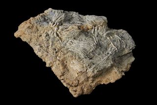 Researchers hope these fossils will reveal insights into the evolutionary development and diversification of these iconic and ecologically important echinoderms