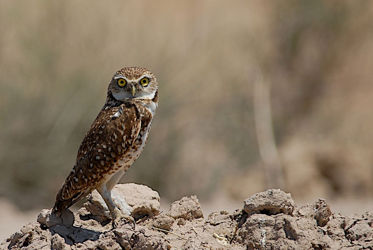 A burrowing owl.