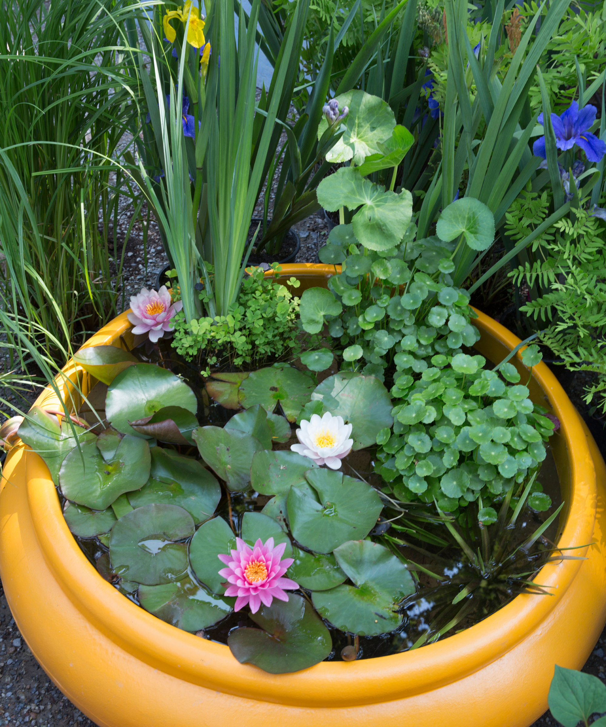 Aquatic plants in a container pond