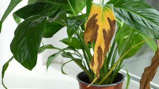 Yellowing peace lily leaves