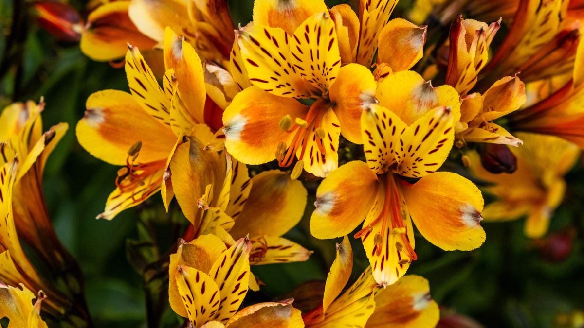 Photo of a flower demonstrating the cameras ability to produce rich and accurate colors