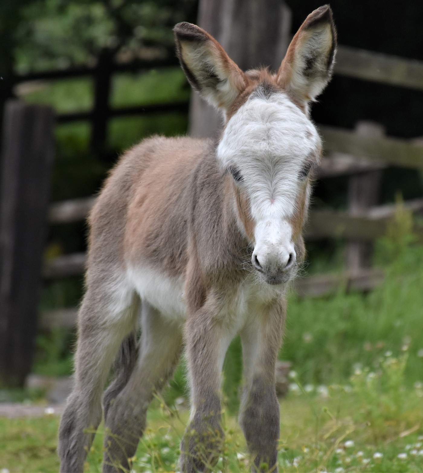 Sweet Pea named by HRH Duchess of Cornwall - The Donkey Sanctuary