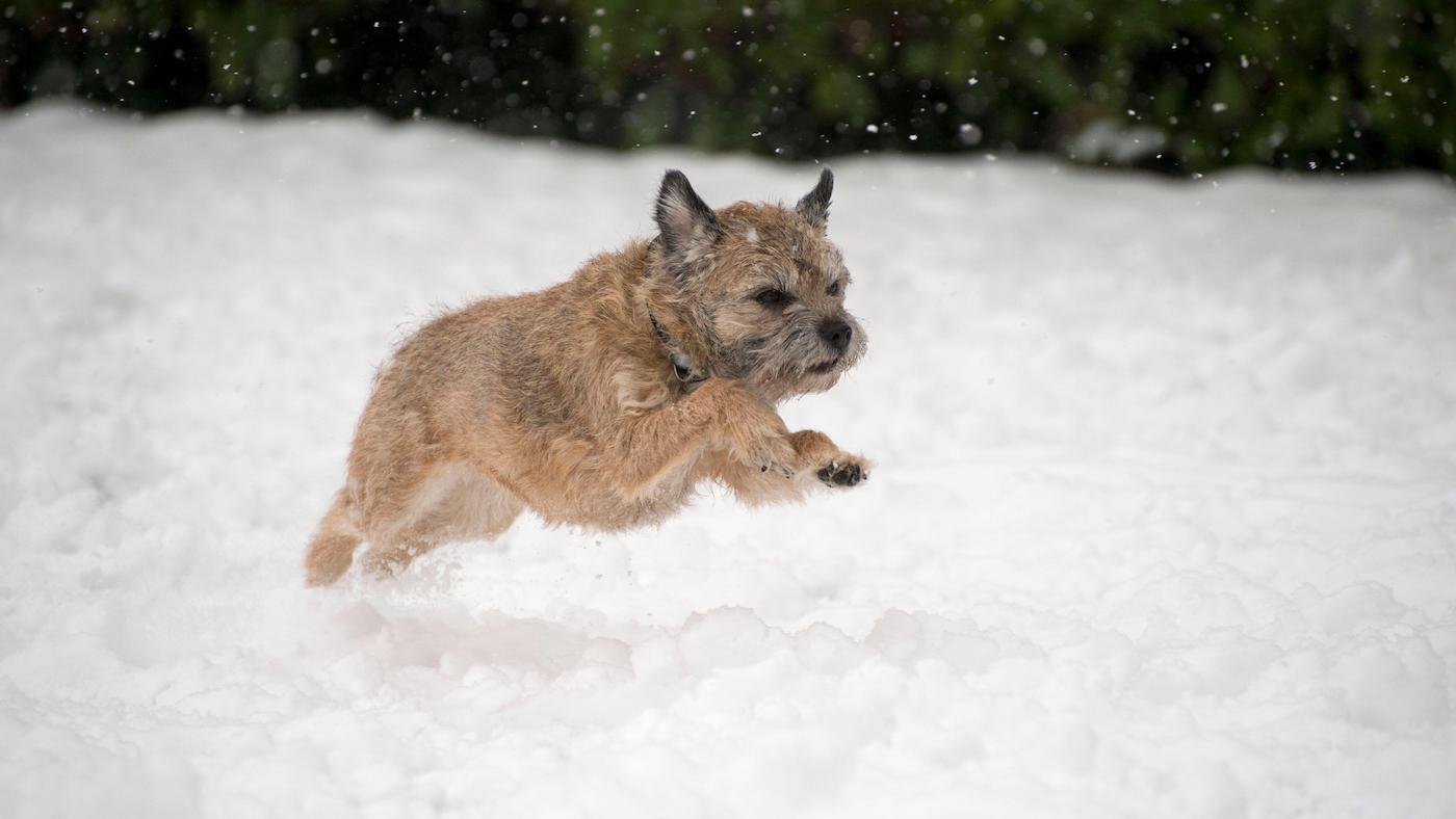 Border terrier running in the snow