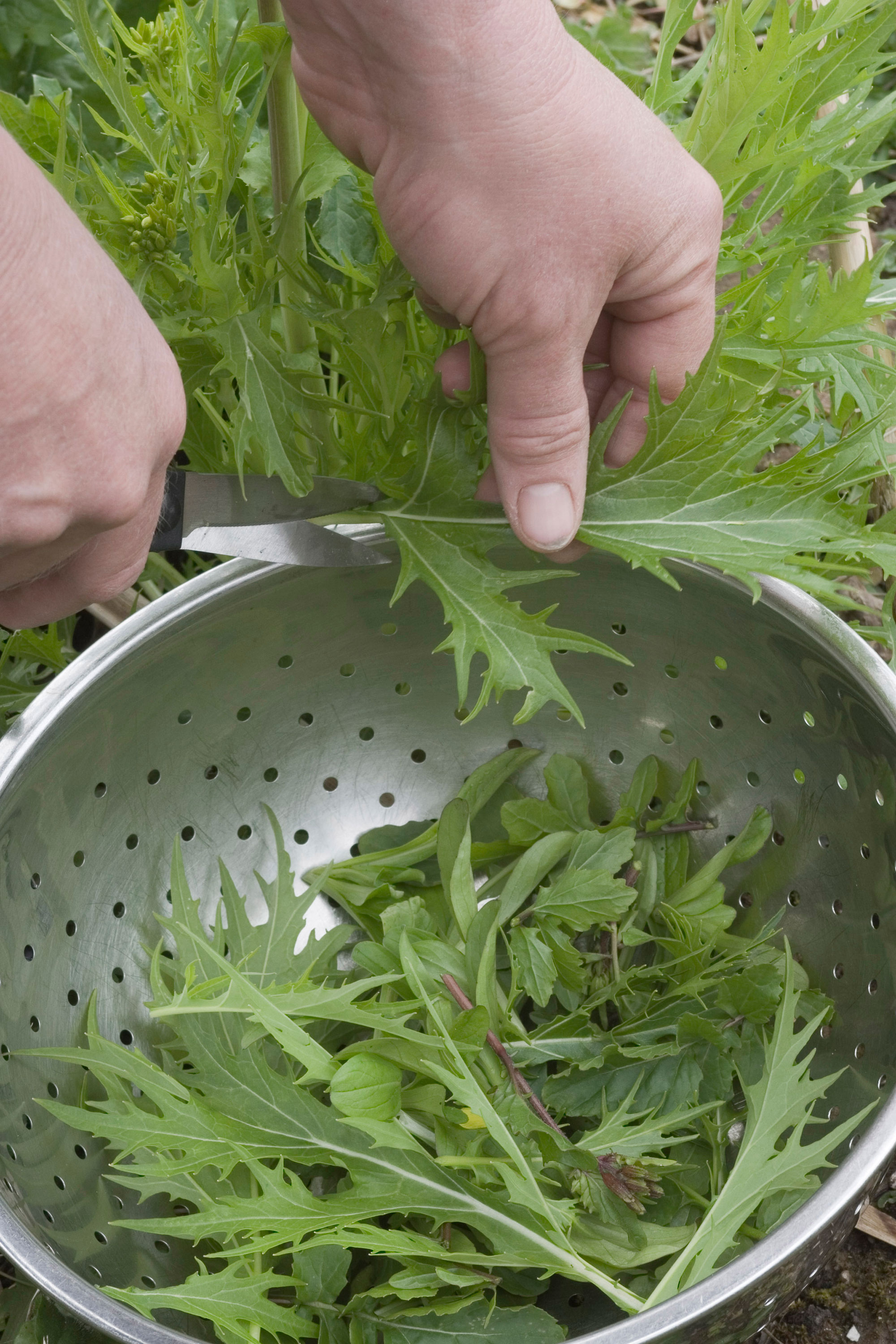 rocket leaves being harvested