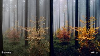 Best Lightroom presets; photos of a misty wood