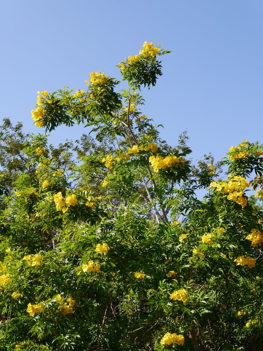 Feather Duster Tree Info: Learn About Brazilian Feather Duster Tree ...