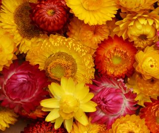 Strawflowers in yellow, pink and orange