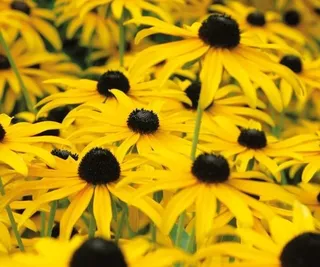 Rudbeckia 'American Gold Rush' - image from Nature Hills