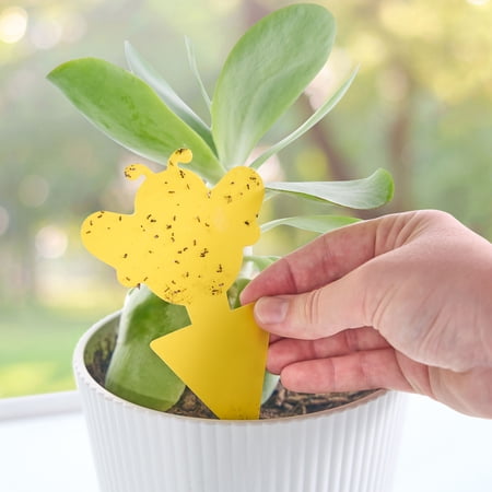 Expert Gardener Plant Insect Sticky Traps for Gnats, Aphids, and Plant Lice, 12 Pack