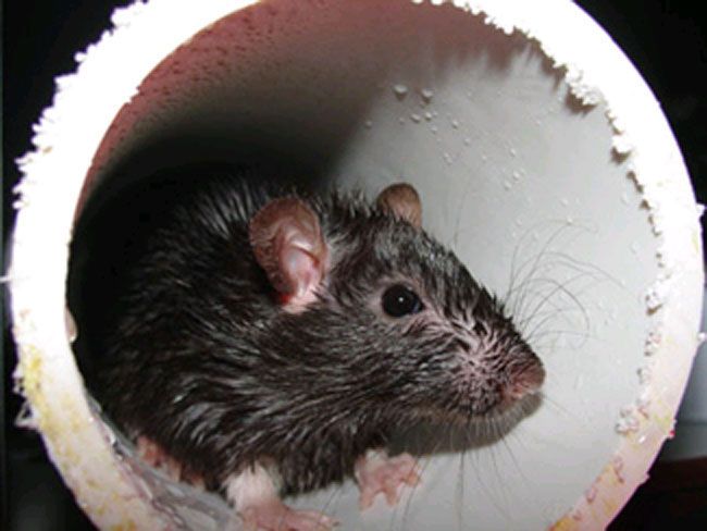 Facts About Rats Live Science