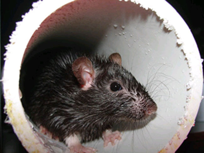 Norway Rat (Rattus norvegicus),