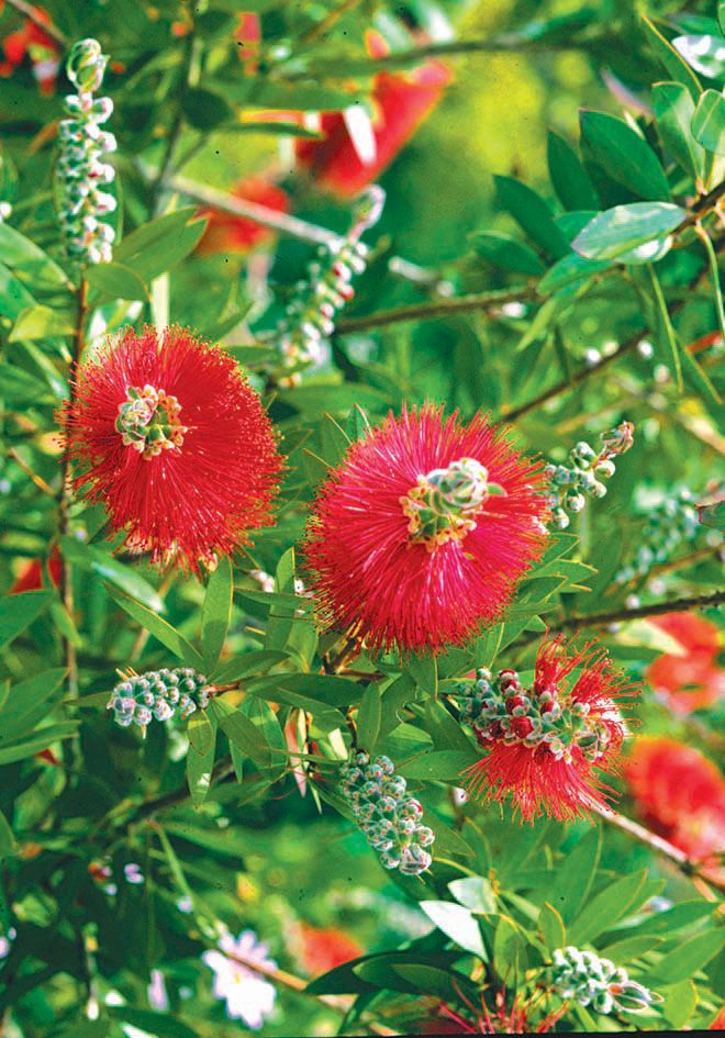 Bottlebrush