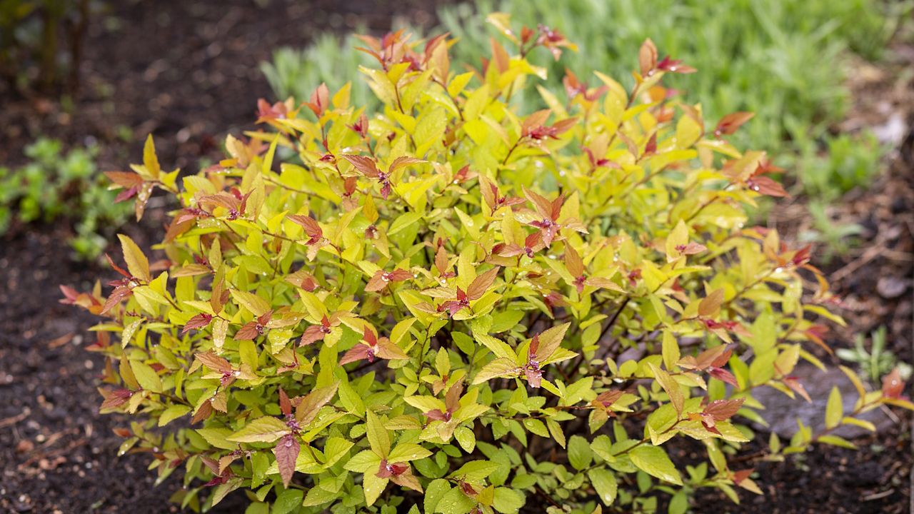 Spirea &#039;goldflame&#039; with green and red tinted foliage in a garden border