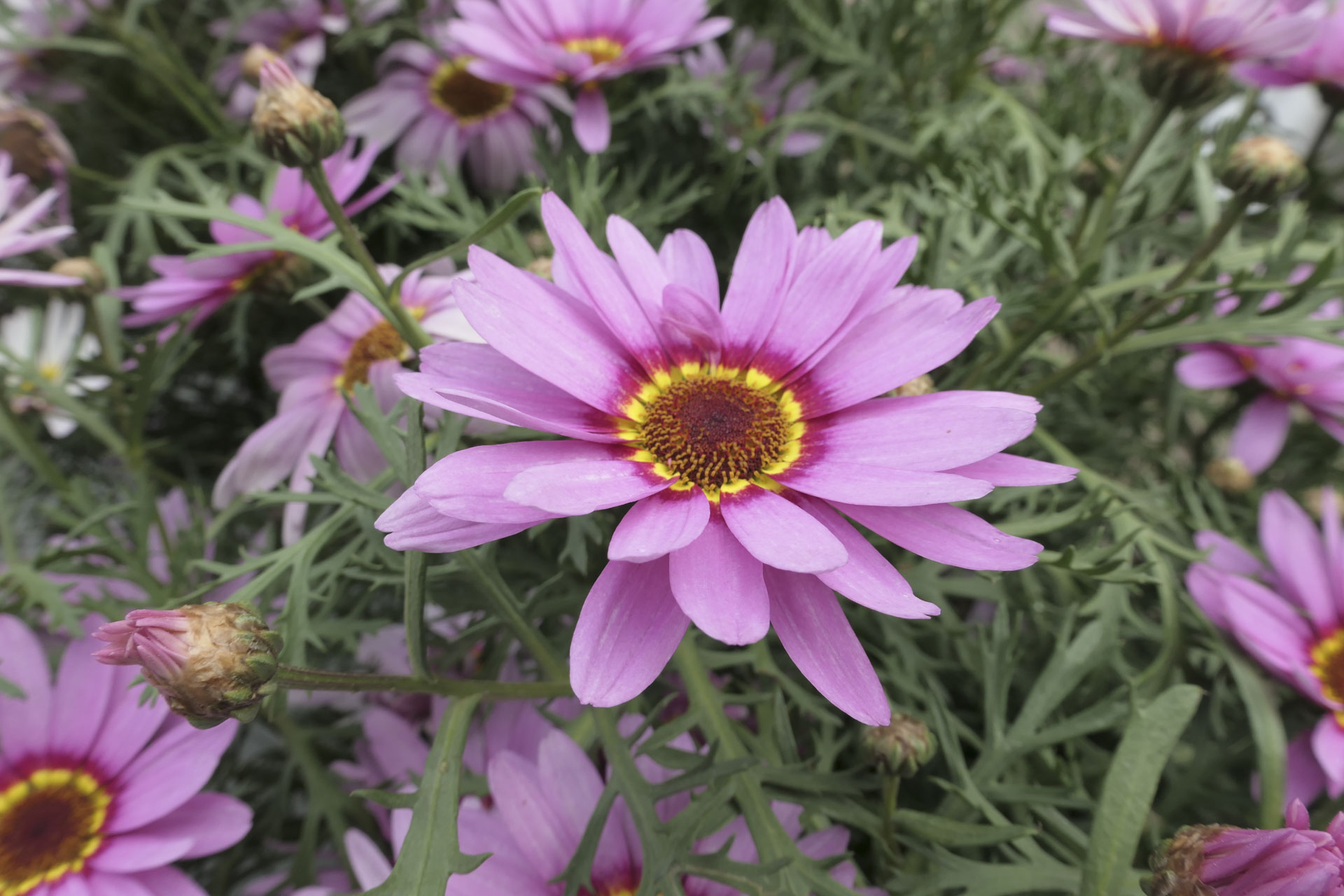 A close up of a vibrant pink flower