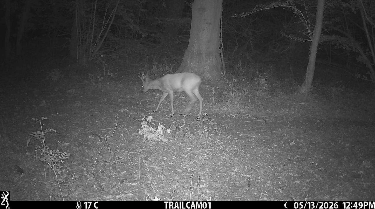 Sample image from the Browning Strike Force HD Pro trail camera