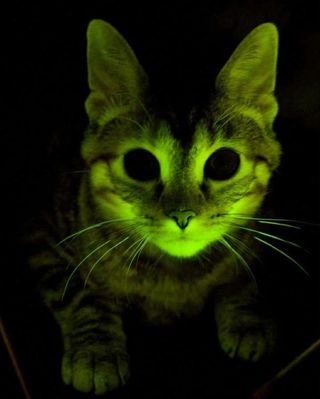 A genetically engineered cat glows.