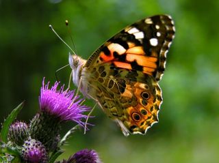 a painted lady butterfly lands on a flower