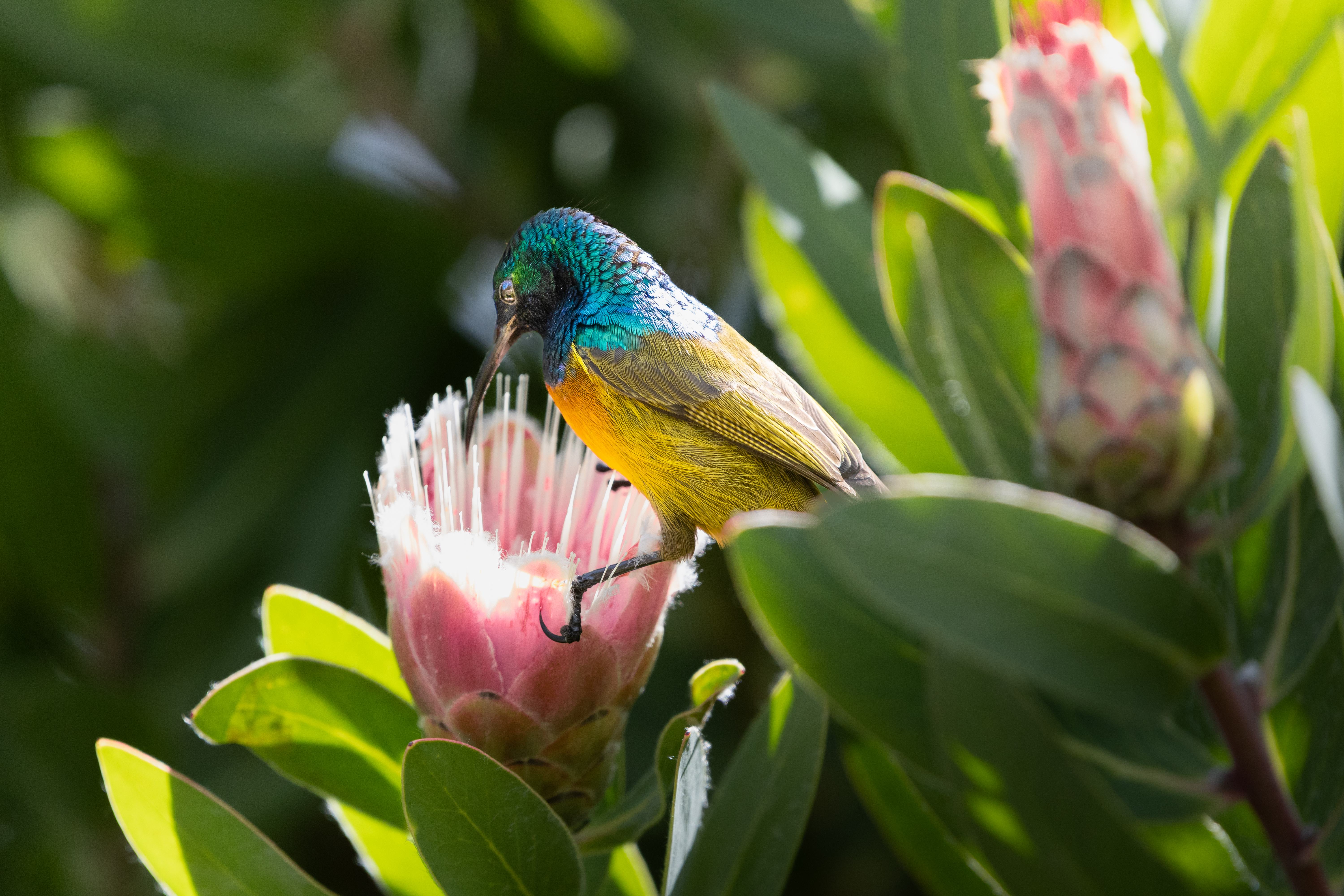 GuruShots - Nature March 2026