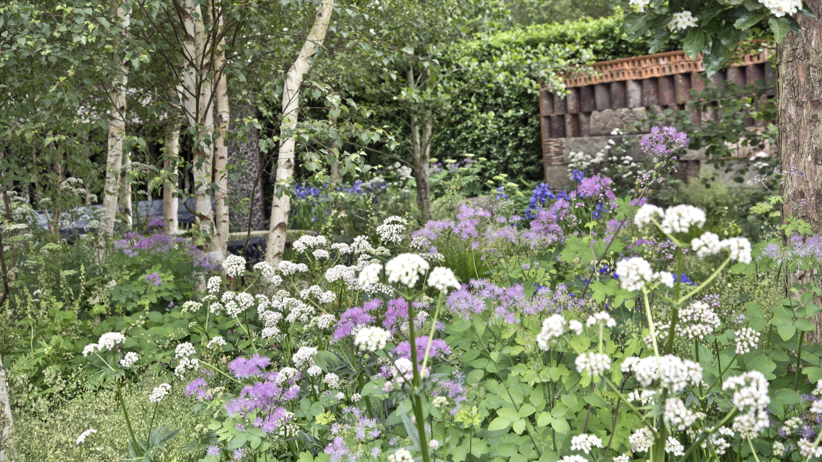 A flower bed full of purple and white blooms in summer