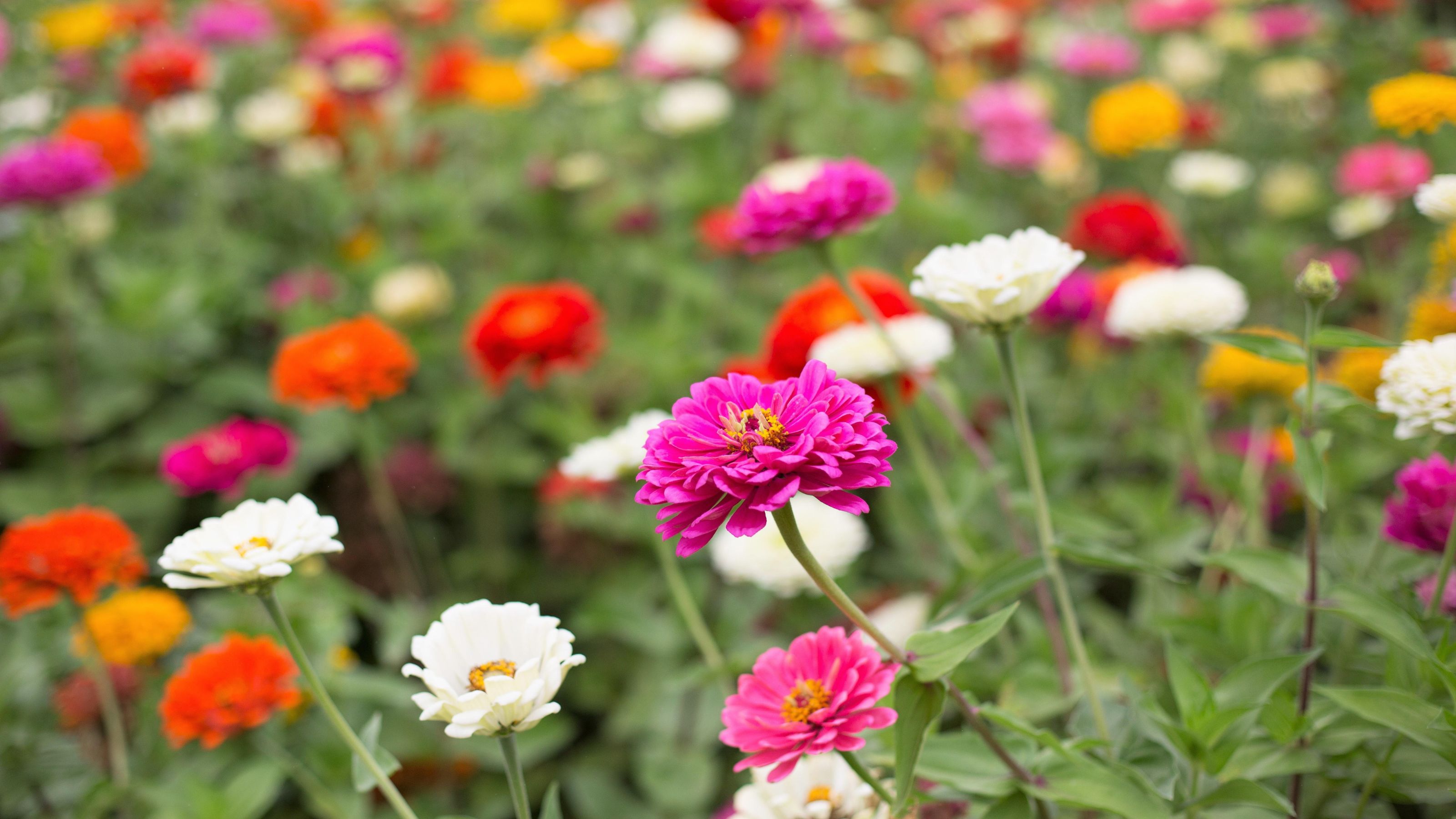 zinnia flowers in garden