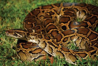 Burmese python in Everglades