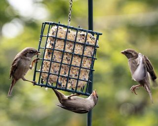 Sparrows hanging around suet feeder