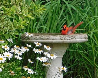 Northern cardinal enjoying visit to bird bath