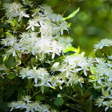 sweet autumn clematis 