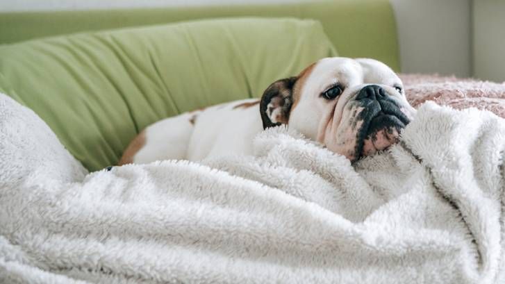 dog flu: dog feeling poorly on sofa