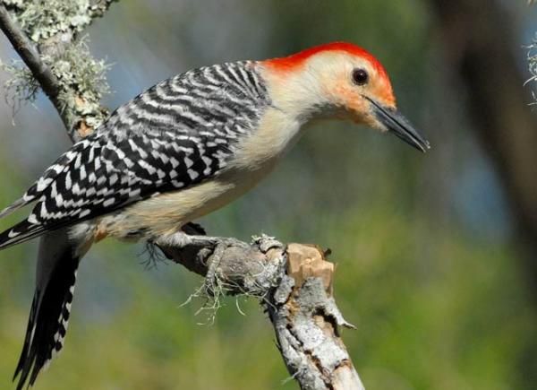 red-bellied-woodpecker-110217-02