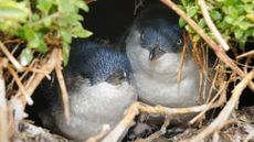 Little penguins in a breeding nest in Australia.