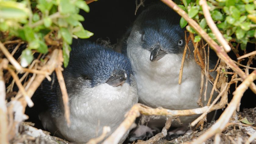 Little penguins in a breeding nest in Australia.