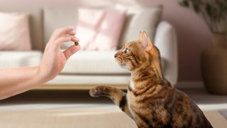 a cat lifts their paw towards a person holding a cat treat