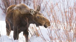 Moose walking through snow, USA