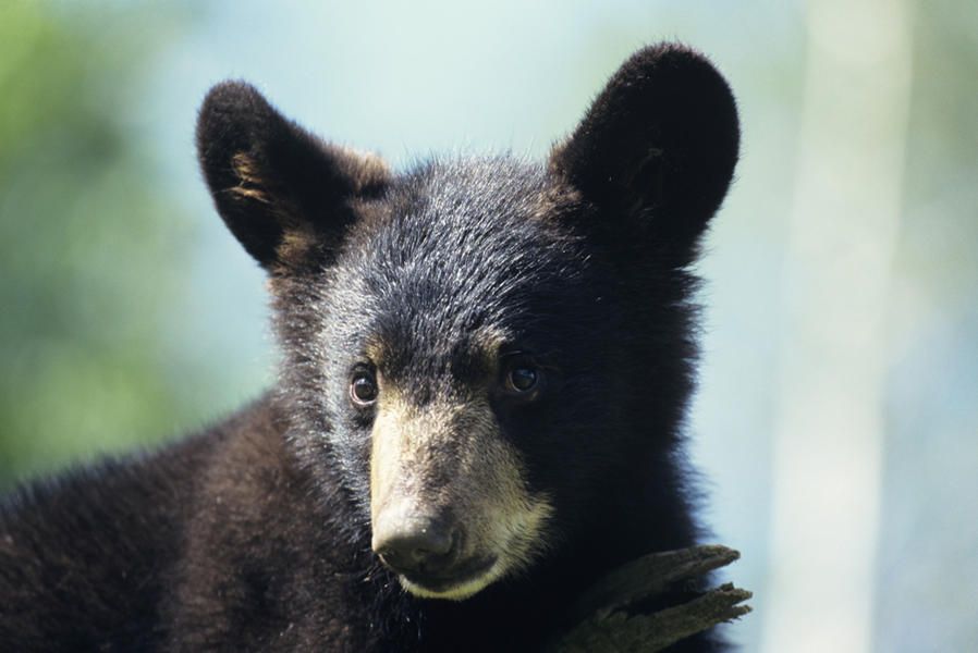 Florida is luring bears with donuts so it can count them