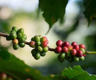 Fresh coffee beans growing on a branch