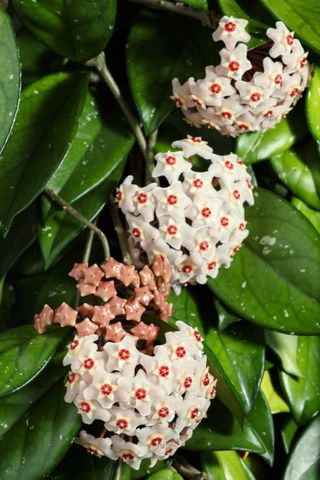 A close-up of a white hoya carnosa plant