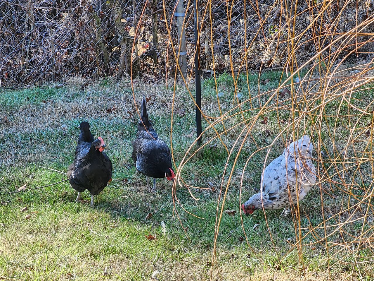 Photos of birds taken with a Samsung Galaxy S22 Ultra at 30x zoom or greater