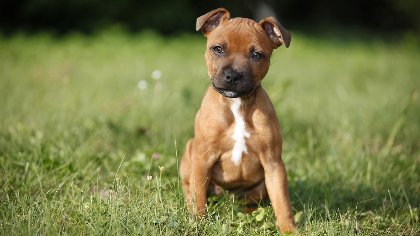 Staffordshire bull terrier puppy