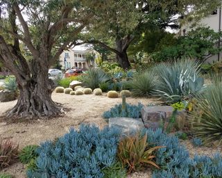 dry front yard with agaves and succulents