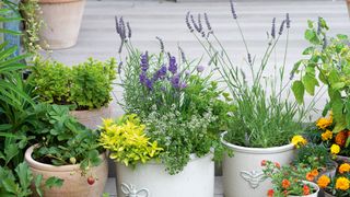 lavender growing in pots on a patio