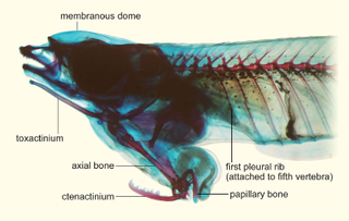 Lateral view of head and anterior part of body of cleared and stained male specimen of Phallostethus cuulong. Its sex organ, called the priapium, includes two bony attachments: a rod-like structure (toxactinium) and a serrated hook (ctenactinium).