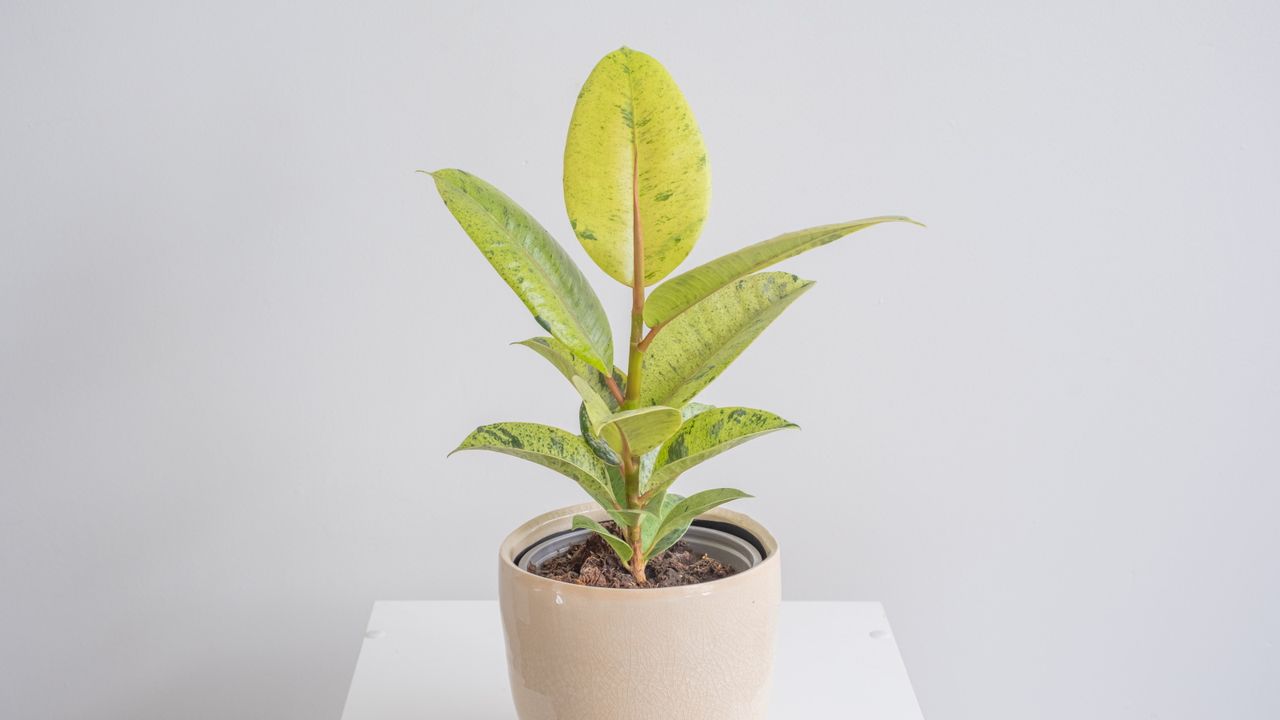 How to care for Ficus elastica &#039;Shivereana&#039;