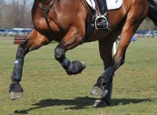 generic-eventing-horse-trials-4.jpg