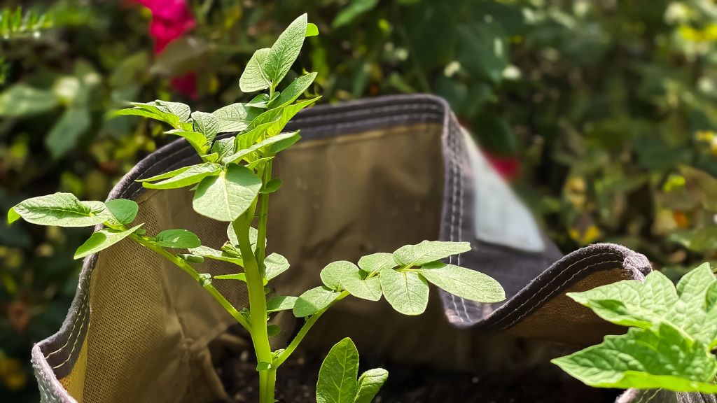 A potato plant growing in a grow bag