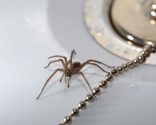house spider by a sink plug